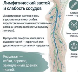 Лимфатическая Система