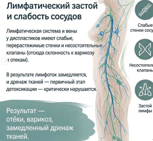 Лимфатическая Система